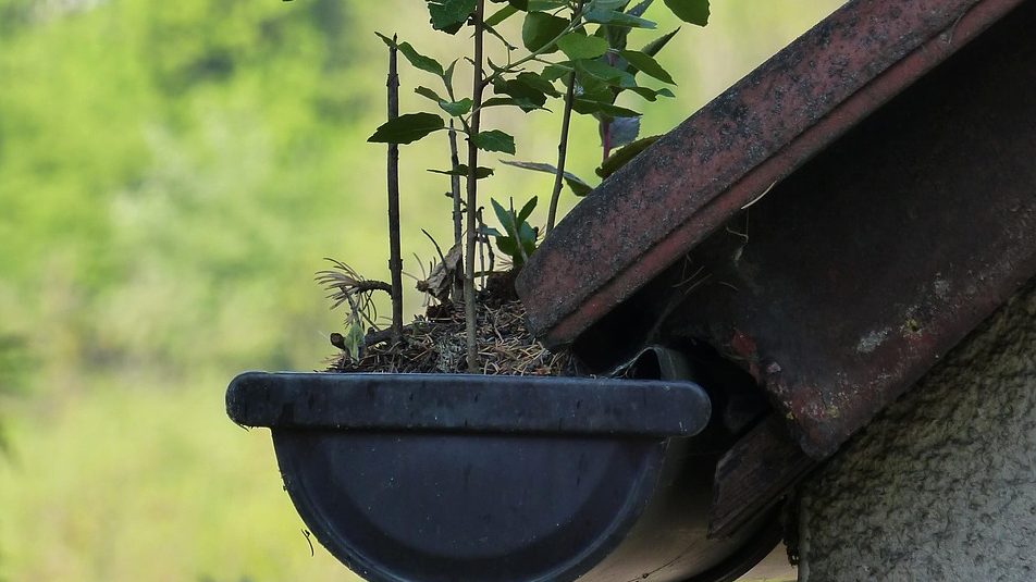 roof, rain gutter, green roofs, plants, grow, climate protection, growth, sprout, dirt, gutter, building, house, trees, leaves, nature, clogged gutter, drain, young trees, young plants, overgrown roof, green roof, gutter, gutter, gutter, gutter, gutter, clogged gutter
