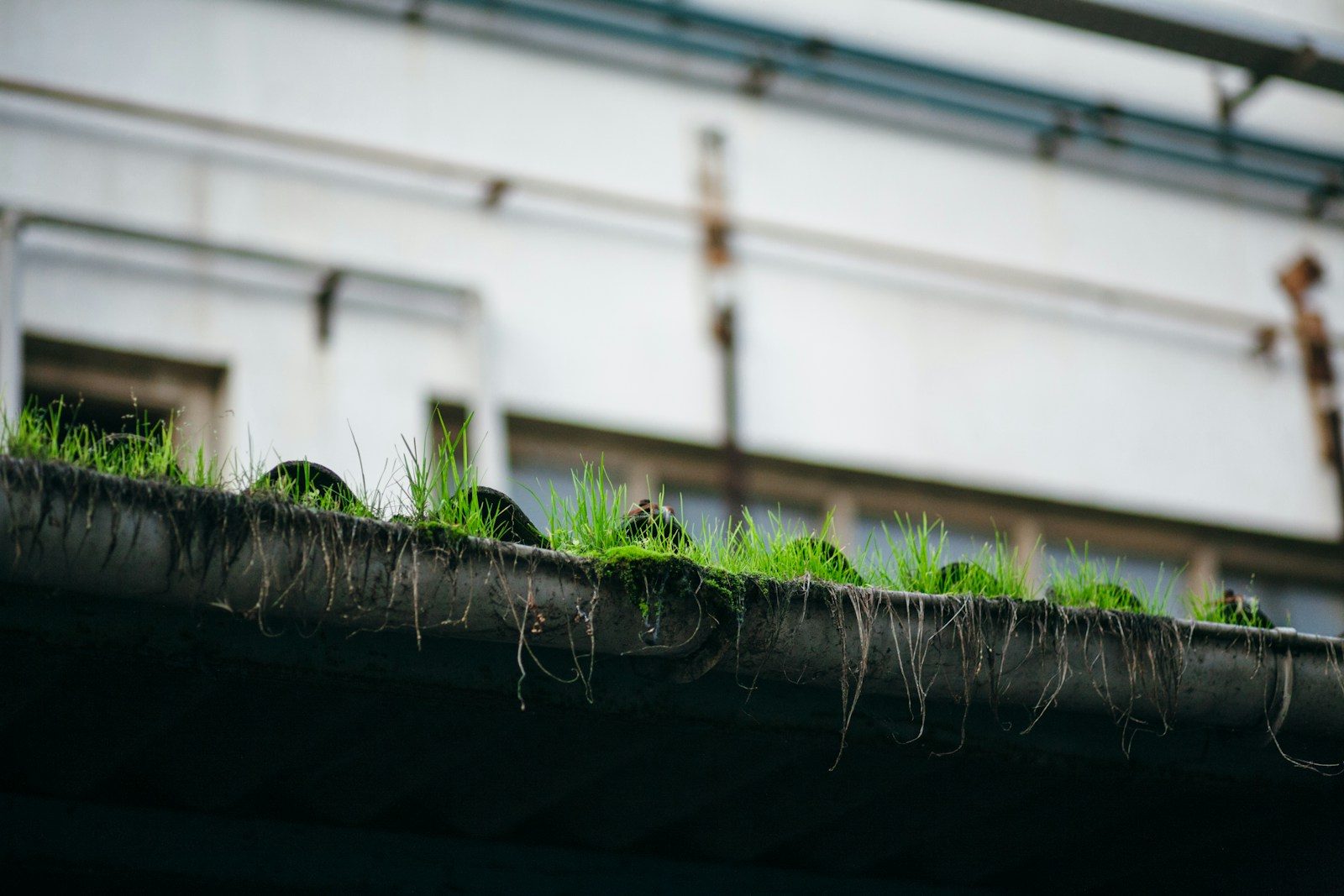 a roof with grass growing on top of it